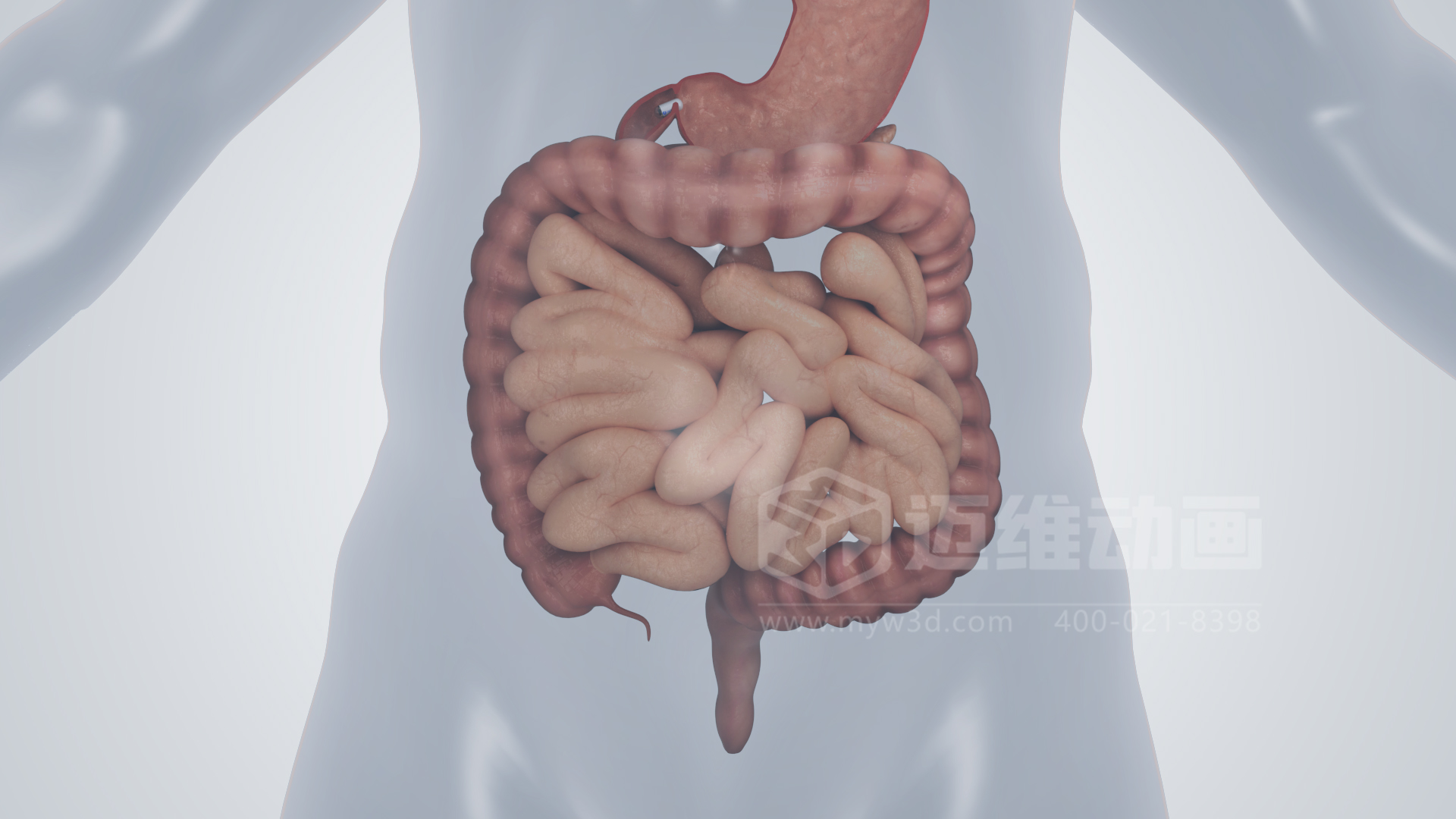 磁控膠囊機(jī)器人三維動(dòng)畫(huà)(圖5) 磁控膠囊機(jī)器人三維動(dòng)畫(huà)(圖5)